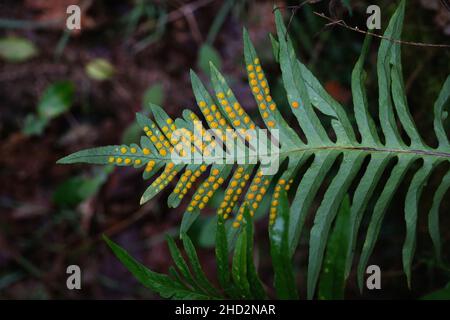 Calcarea polypiody (Polypodium cambricum) verde feln con sori giallo sul lato inferiore dei volantini Foto Stock