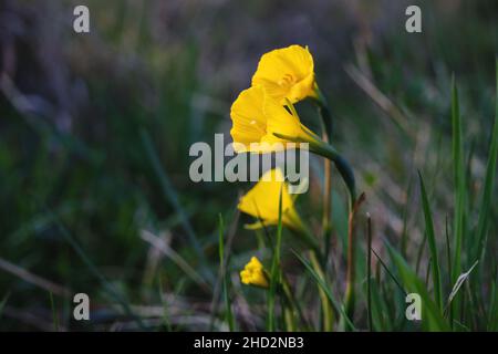 Particolare di cerchio petticoat daffodil (Narcisis bulbocodio) fiori gialli in fiore Foto Stock