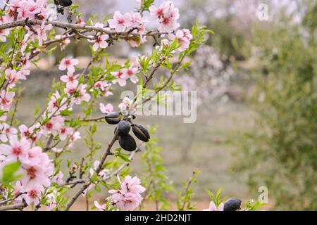 Mandorla fiorente (prunus dulcis) con frutta e verde primaverile nuovo fogliame Foto Stock