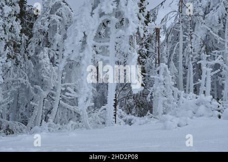 Damaged trees after a snow storm in the mountain Foto Stock