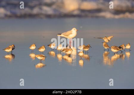 Dunlin (Calidris alpina), gregge che riposa sulla riva insieme ad un gabbiano a testa nera, Campania, Italia Foto Stock