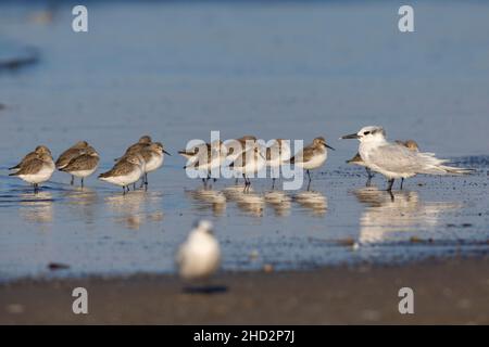 Dunlin (Calidris alpina), gregge che riposa sulla riva insieme ad un Sandwich Tern, Campania, Italia Foto Stock