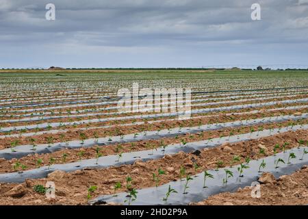 Pepare piante coltivando su terreno agricolo con plastica molti letti protectiong colture da erbacce Foto Stock