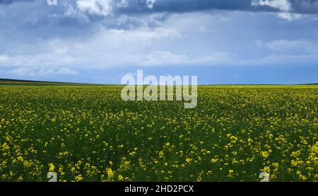 Fioritura di campi rapiti con fiori gialli Foto Stock