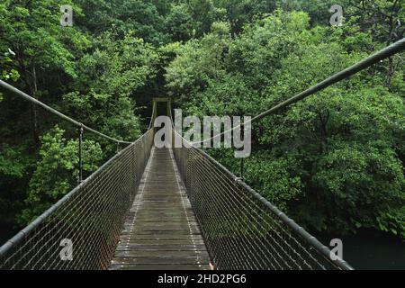 Ponte sospeso sul fiume in verde foresta vecchia crescita, parco naturale Fragas do Eume, Galizia, Spagna Foto Stock