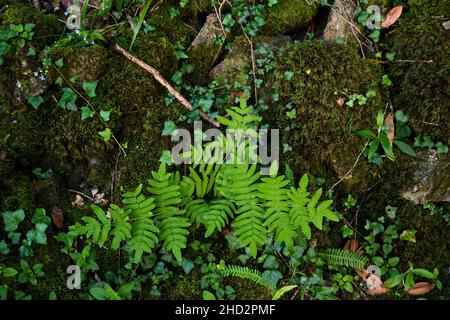 Royal FERN (Osmunda regalis) facciate verdi che crescono in un bosco di muschio Foto Stock