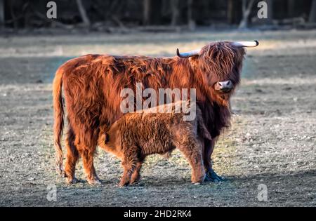 Mucca di bestiame scozzese delle Highland con latte da bere di vitello Foto Stock