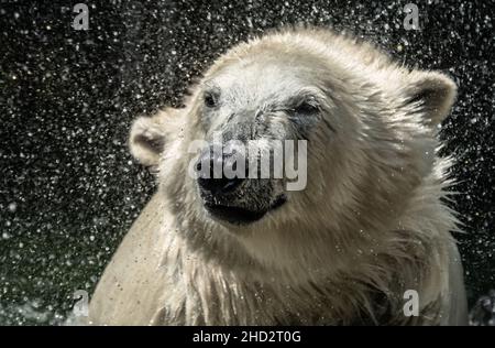 L'orso polare adulto (Ursus Maritimus) scuote l'acqua dalla sua pelliccia bianca Foto Stock