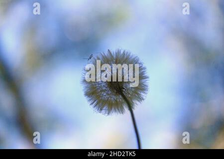 Il fiore di dente di leone ha il significato di libertà, ottimismo, speranza e luce spirituale. Foto Stock