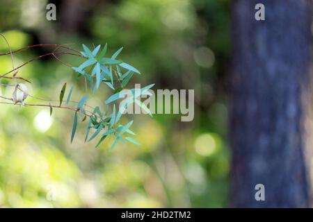 La germogliazione è un momento magico nella foresta atlantica, esplosione di diverse sfumature di verde, è una bellezza incomparabile Foto Stock