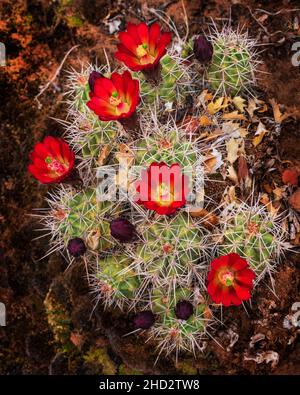 Red Blossoms on Scarlet Hedgehog Cactus in Zion National Park in Utah Foto Stock