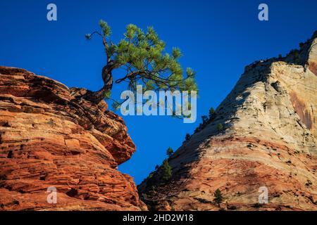 Lone Piñon Pino si aggrappa alle rocce nel Parco Nazionale di Zion Foto Stock