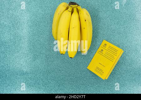 Banane gialle e carta di vaccino con bollo di gomma di vaccino covid-19 su sfondo turchese come acqua. Viaggi e convivid-19 tema. Foto Stock