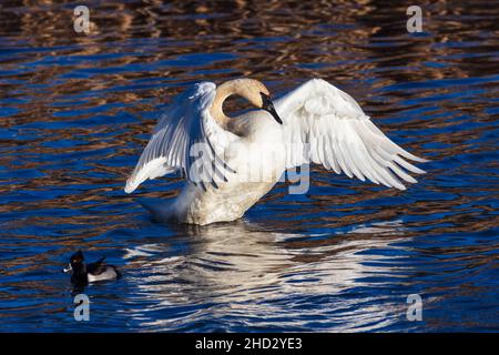 Il trombettista Swan (Cygnus buccinator) diffonde le sue ali alla luce del sole di fine giornata su uno stagno a Jackson, Wyoming Foto Stock