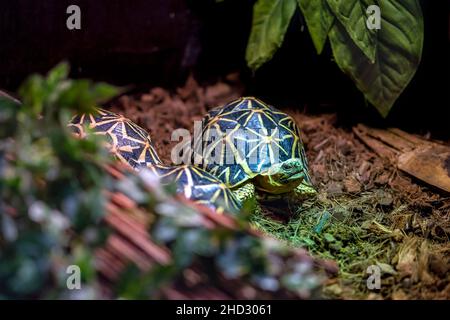 Tartaruga stella indiana, Geochelone elegans. Tre tartarughe verdi con motivi e linee sul guscio. Foto Stock