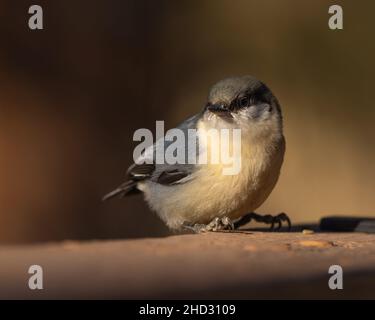 Pygmy Nuthatch a riposo Foto Stock
