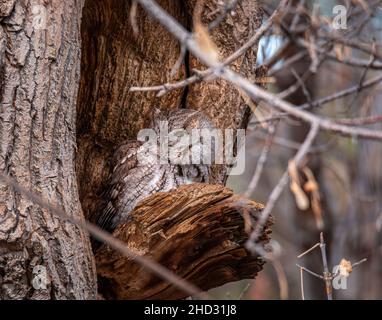 Eastern screech OWL (megascope asio) arrostito alla cavità dell'albero apertura allarme con occhi aperti Colorado, Stati Uniti d'America Foto Stock