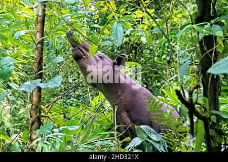 Raro avvistamento di un tapiro di Baird (Tapirus bairdii), Parco Nazionale del Vulcano Tenorio, Guanacaste, Costa Rica Foto Stock