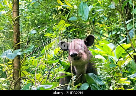 Raro avvistamento di un tapiro di Baird (Tapirus bairdii), Parco Nazionale del Vulcano Tenorio, Guanacaste, Costa Rica Foto Stock