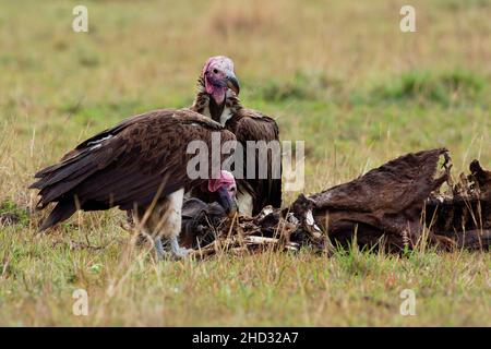Avvoltoio o avvoltoio nubiano - Torgos tracheliotos, avvoltoio del Vecchio mondo appartenente all'ordine degli uccelli Accipitriformes, coppia due scavengers feedi Foto Stock
