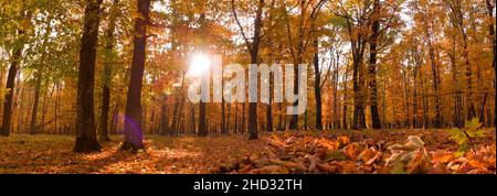 Paesaggio autunnale in formato panoramico, una foresta in colori caldi e vibranti con il sole che brilla attraverso le foglie Foto Stock