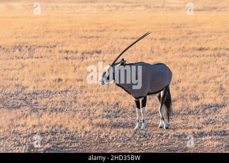 Gemsbok (Oryx) in Namib-Naukluft National Park in Namibia - il gemsbok è una grande antilope del genere Oryx Foto Stock