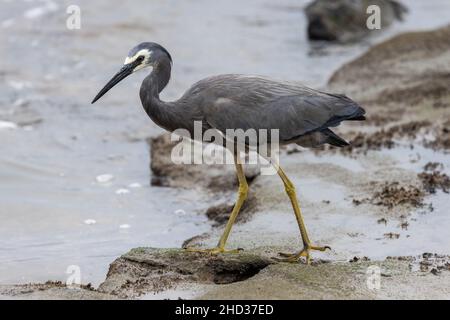 Australian White-fronted Heron alla ricerca di cibo Foto Stock