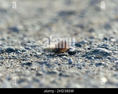 Un primo piano di un bruco su un percorso con piccole pietre Foto Stock