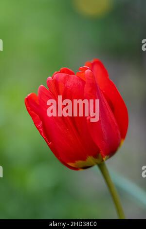 Scatto verticale di un bel tulipano rosso su sfondo verde sfocato Foto Stock