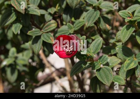 Primo piano di un fiore rosa con le sue foglie verdi in una giornata di sole a Bogotà, Columbia Foto Stock