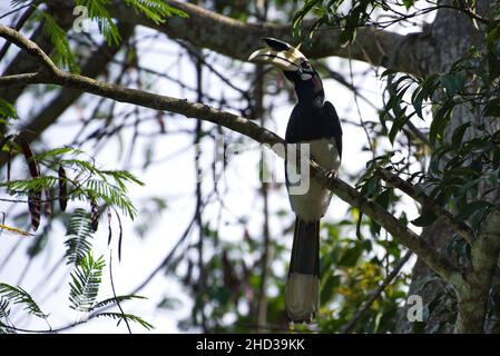Primo piano di un grande hornbill su un ramo nelle giungle del sud-est asiatico in Thailandia Foto Stock