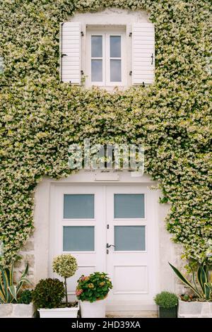 Facciata dell'edificio intrecciati con fiori verdi e con persiane bianche sulla finestra Foto Stock