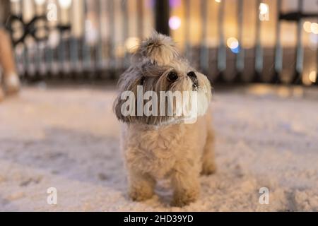 Carino piccolo e soffice cane bianco che cammina all'aperto in inverno, cucciolo maltese su strada coperta di neve Foto Stock