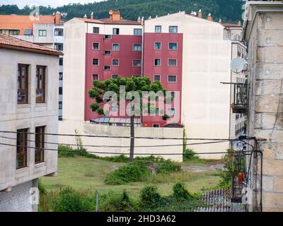 Araucaria angustifolia o Parana pino o brasiliano pino o candelabro nel cortile di un edificio residenziale a Pontevedra, Galizia, Spagna Foto Stock