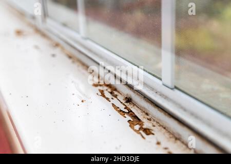 Danni termiti visibili sulla soglia della finestra di casa. Foto Stock