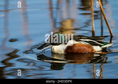 Un'anatra maschio settentrionale della pala (spatola clypeata) in acqua a Ueno Park, Tokyo, Giappone Foto Stock