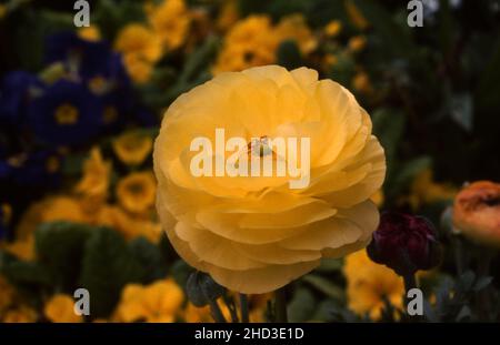 GIALLO RANUNCULUS FIORE Foto Stock