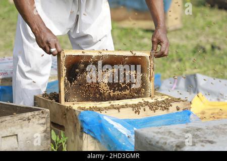 Un apicoltore del Bangladesh lavora in un campo di senape a Manikganj, il 02 gennaio 2022. Gli apicoltori sono ora impegnati a raccogliere il miele dal campo di senape in Bangladesh. I campi di senape sono ora pieni di file di scatole di api da miele da allevamento. Gli apicoltori si aspettano di raccogliere il miele per i prossimi due mesi, poiché la pianta di senape rimane in fase di fioritura per quel periodo di tempo. Il Bangladesh conta circa 25.000 apicoltori che raccolgono il miele dalla senape, dal coriandolo e dai campi di cumino nero, ad eccezione del giardino di litchi e dei Sundarbans. Il paese produce quasi 10.000 toni di miele ogni anno e il ma Foto Stock