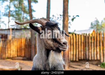 Capra faccia primo piano. Una capra divertente guarda fuori da dietro una recinzione di legno. La testa di una capra marrone è tirata sopra la recinzione. Foto Stock