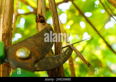 Winegrower potatura di una vite con un giardino secateurs nel vigneto autunno. Primo piano. Messa a fuoco selettiva Foto Stock