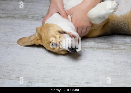 il proprietario picchietta il cane da beagle, il cane si trova sulla schiena e si rallegra Foto Stock