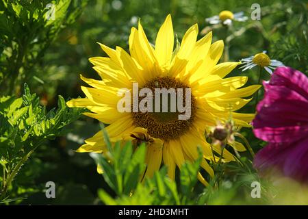 Girasole preso singolarmente in un prato di fiori. Vista romantica Foto Stock