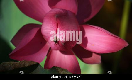 Foto ravvicinate di fiori di loto e api Foto Stock