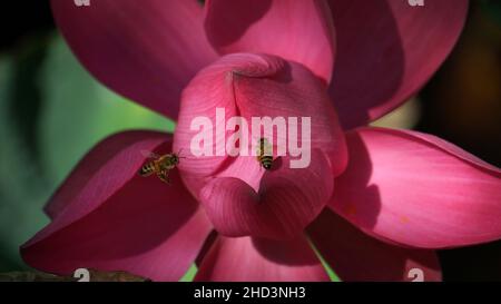 Foto ravvicinate di fiori di loto e api Foto Stock