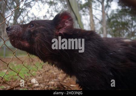 Maschio adulto diavolo Tasmanian (Sarcophilus harrisii) in exclosure come parte della popolazione di assicurazione a Aussie Arks, Barrington Tops, NSW, Australia Foto Stock