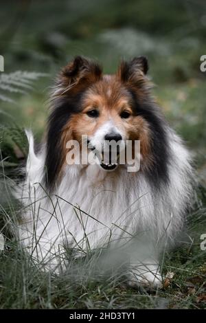 Ritratto di un Sheltie Shetland Sheepdog cane sdraiato all'aperto nella foresta o boschi Foto Stock