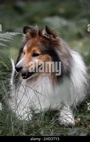 Ritratto di un Sheltie Shetland Sheepdog cane sdraiato all'aperto nella foresta o boschi Foto Stock