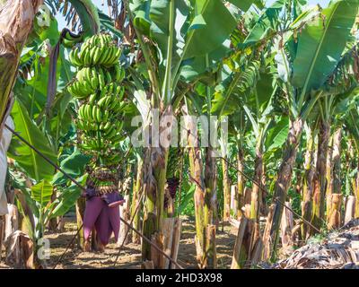 Un mazzo di banane verdi con un fiore appeso su una palma Foto Stock