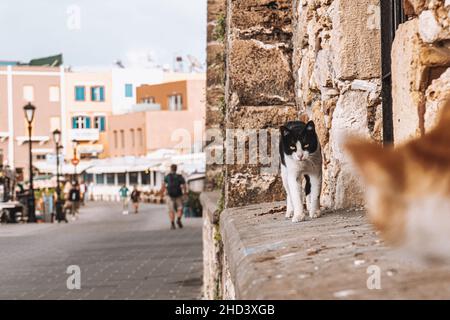 Gatti per le strade di Chania, Creta Foto Stock