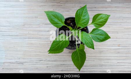 Pepare le piantine in pentole di plastica nere sul davanzale. Preparare e coltivare giovani pianta in primavera a casa. Vista dall'alto. Foto Stock